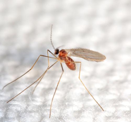 Réf. 181 260 : Cecidomyiinae inconnu